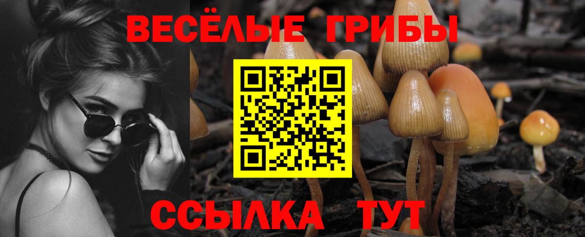 Королёв  Псилоцибиновые грибы Psilocybine cubensis  Вход с VPN 